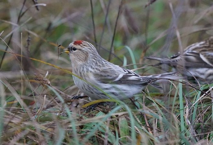 Hornemann's Arctic Redpoll