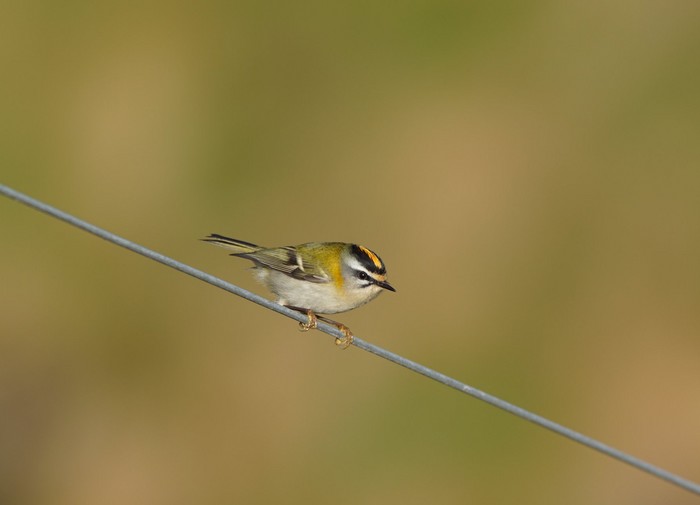Firecrest