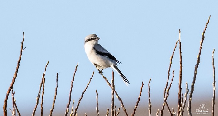 Great Grey Shrike