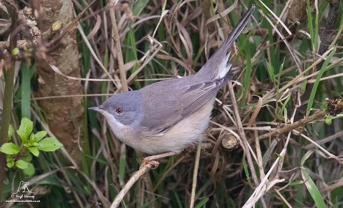 Western Subalpine Warbler