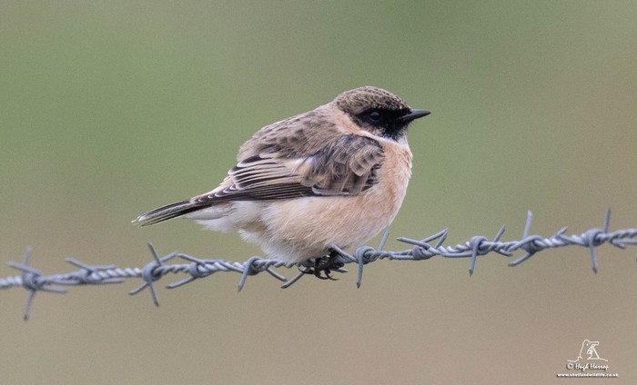 Siberian Stonechat
