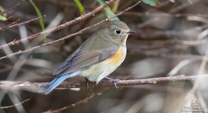 Red-flanked Bluetail
