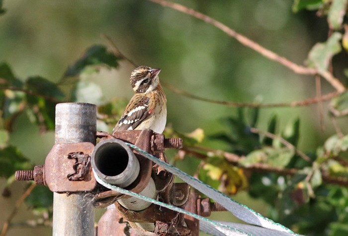Rose-breasted Grosbeak