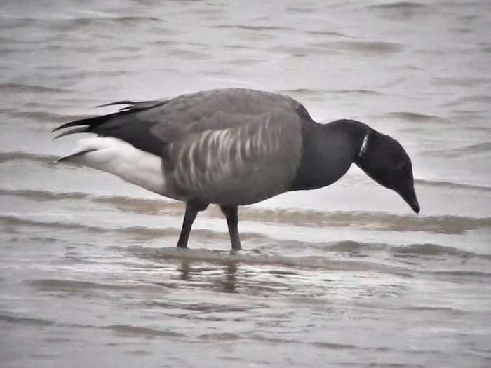 Dark-bellied Brent Goose