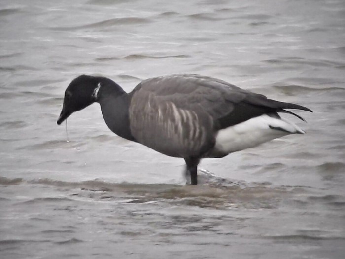 Dark-bellied Brent Goose