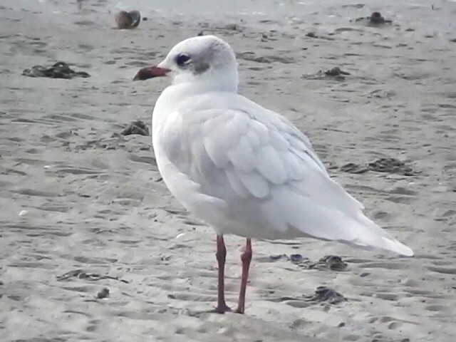 Mediterranean Gull