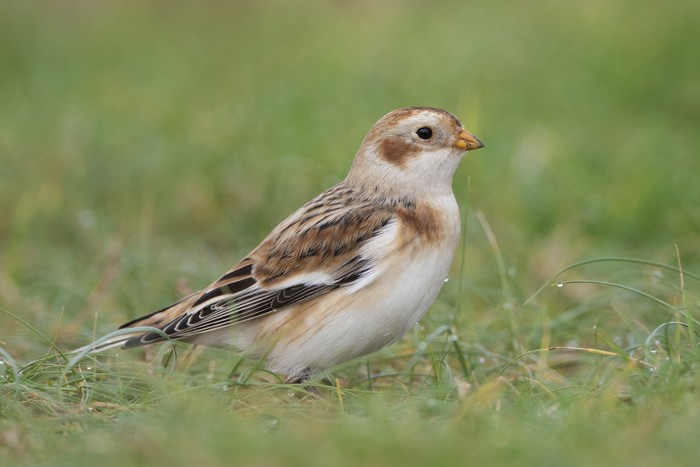 Snow Bunting