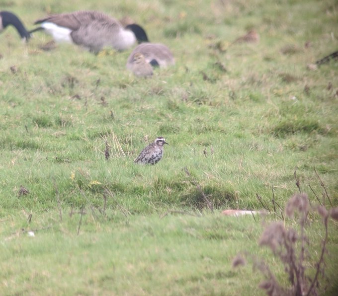 American Golden Plover