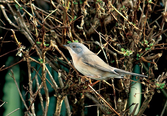 Western Subalpine Warbler