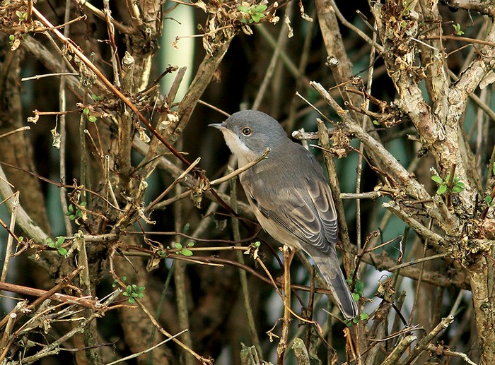 Western Subalpine Warbler