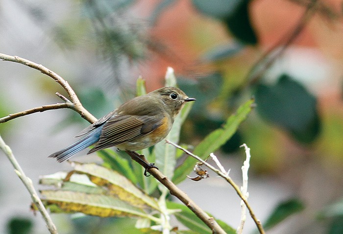 Red-flanked Bluetail