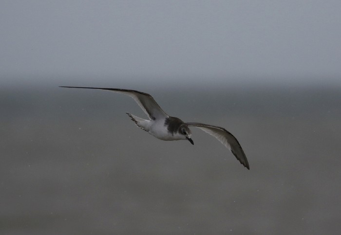 Sabine's Gull