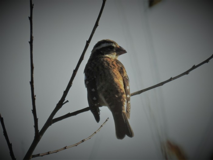 Rose-breasted Grosbeak
