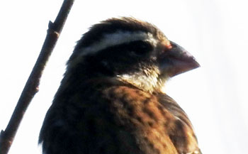Rose-breasted Grosbeak