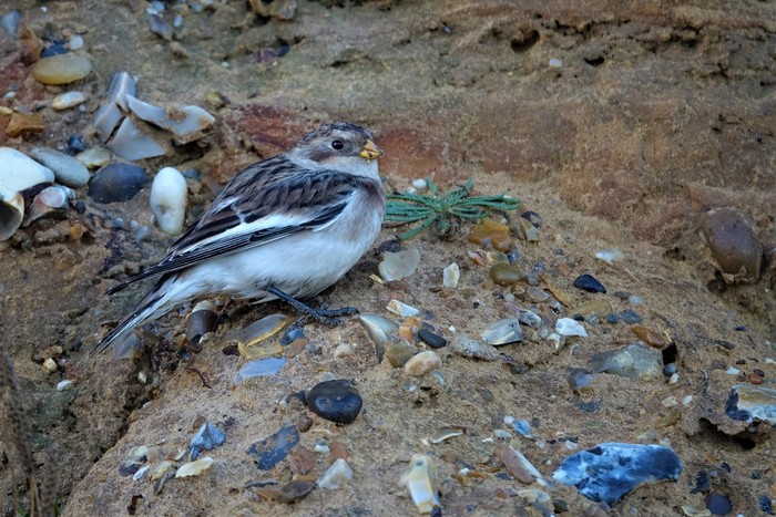 Snow Bunting