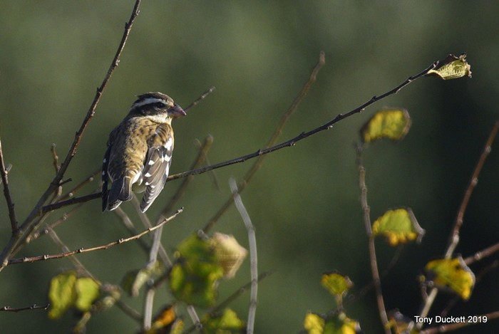 Rose-breasted Grosbeak