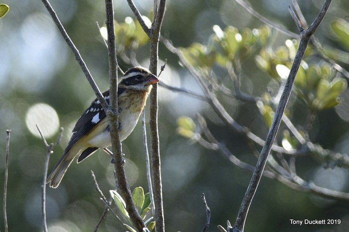 Rose-breasted Grosbeak