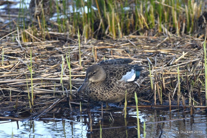 Blue-winged Teal