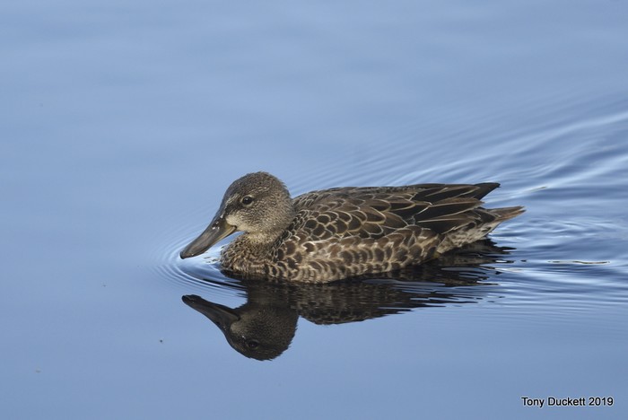 Blue-winged Teal