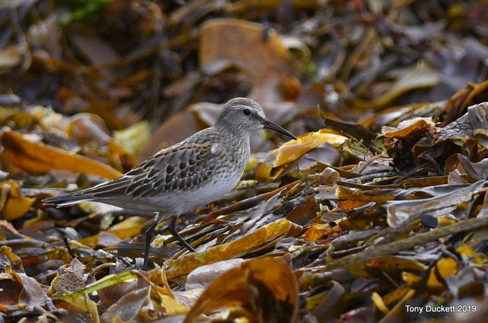 White-rumped Sandpiper