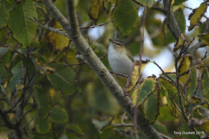 Red-eyed Vireo