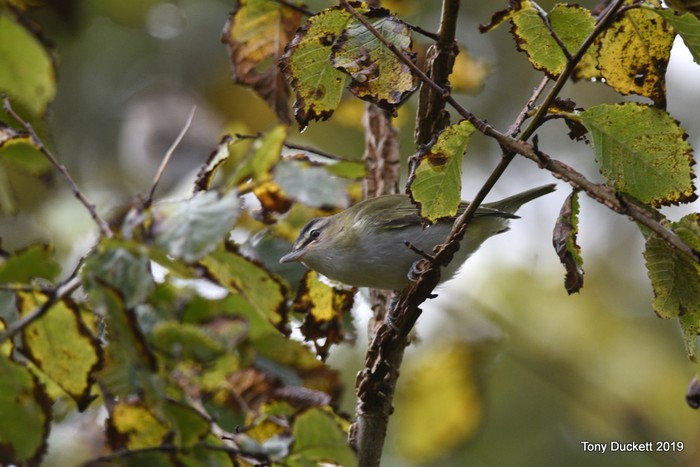 Red-eyed Vireo
