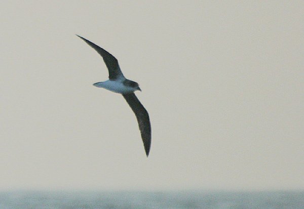 Fea's Petrel