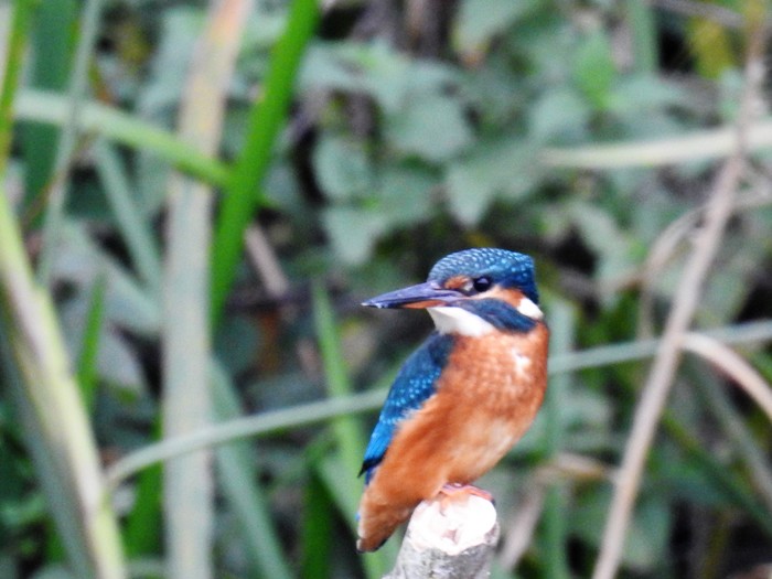 Kingfisher