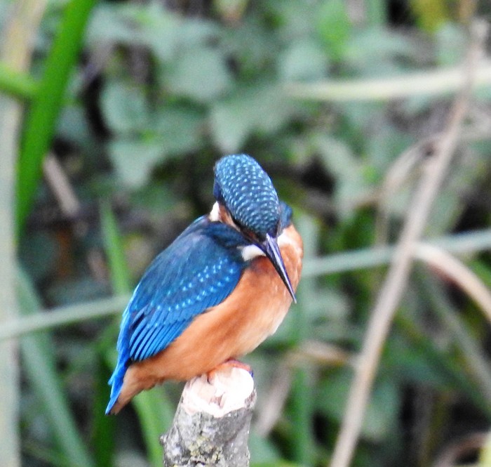 Kingfisher