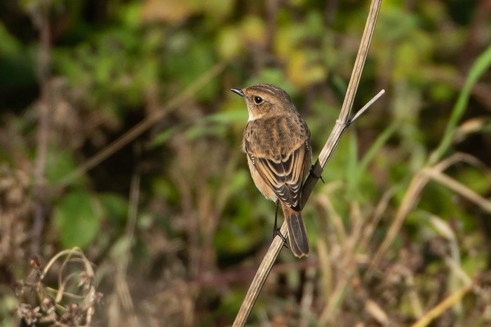 Stejneger's Stonechat