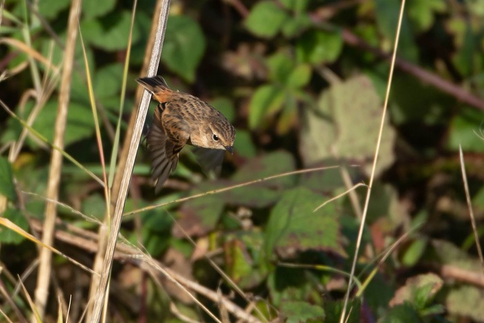 Stejneger's Stonechat