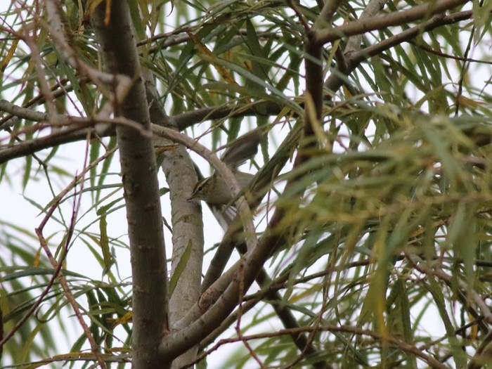 Yellow-browed Warbler