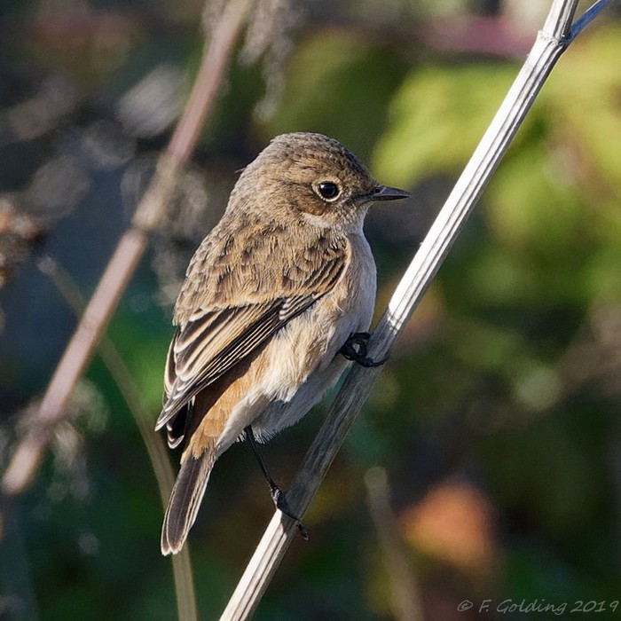 Stejneger's Stonechat