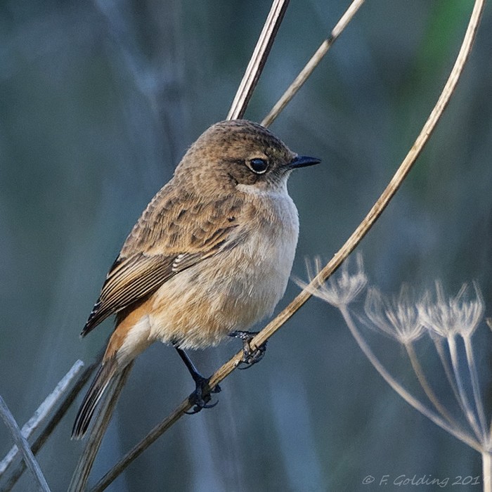 Stejneger's Stonechat