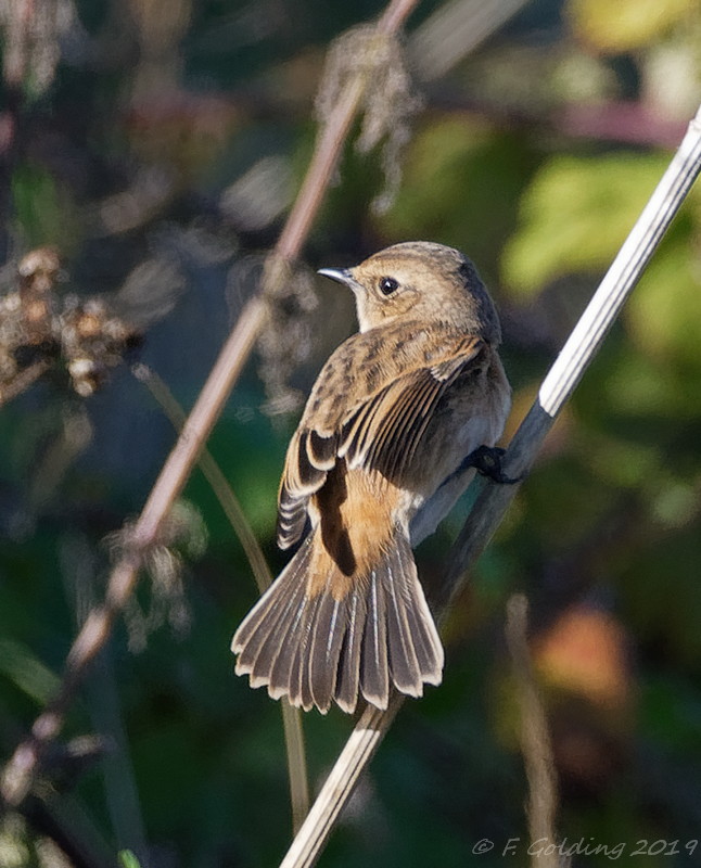 Stejneger's Stonechat