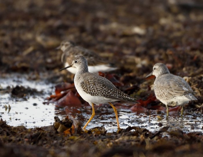 Lesser Yellowlegs