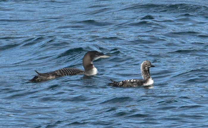 Pacific Diver