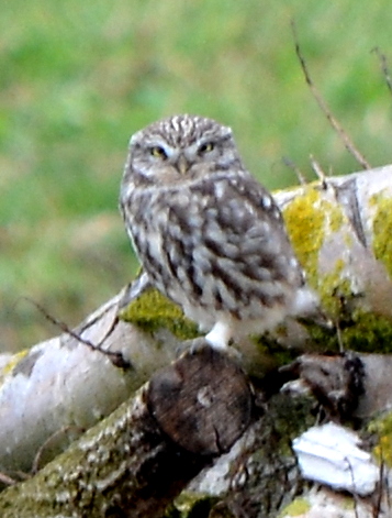 Little Owl