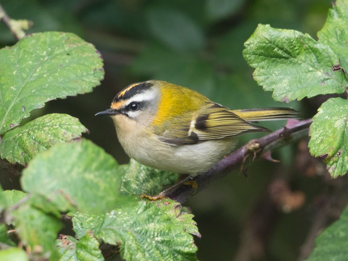 Firecrest