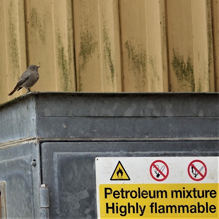 Black Redstart