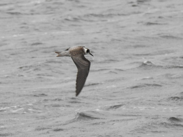 American Black Tern