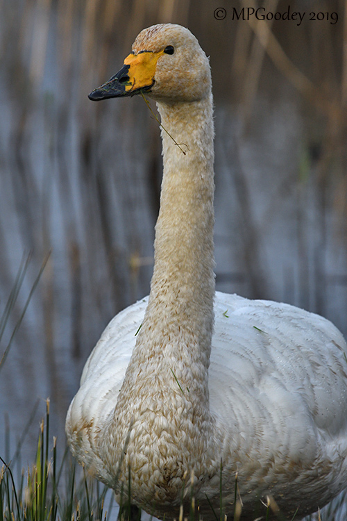 Whooper Swan