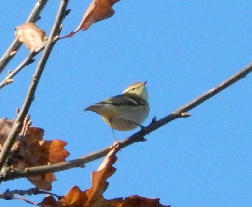 Yellow-browed Warbler