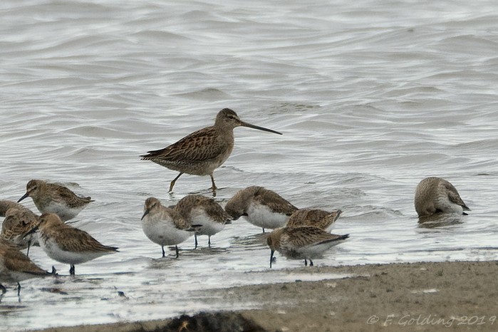 Long-billed Dowitcher