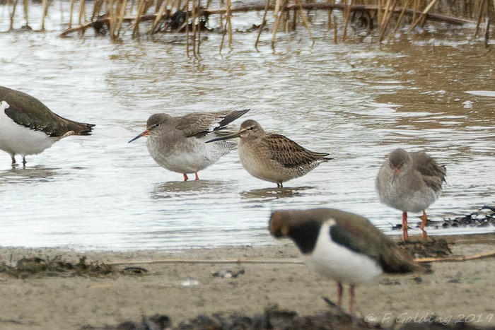 Long-billed Dowitcher
