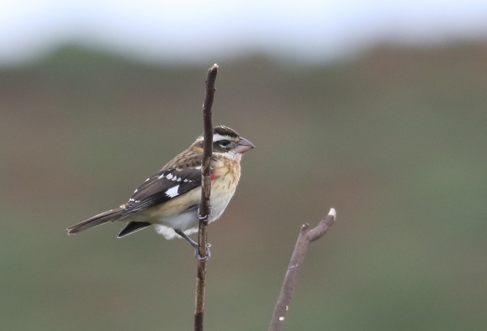 Rose-breasted Grosbeak