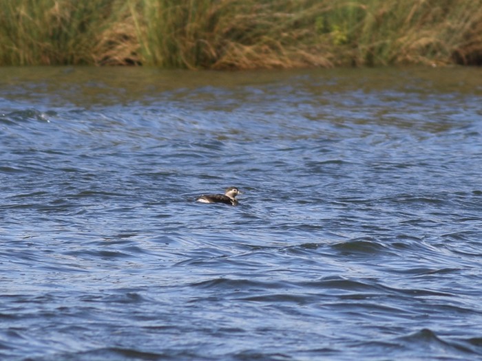 Long-tailed Duck