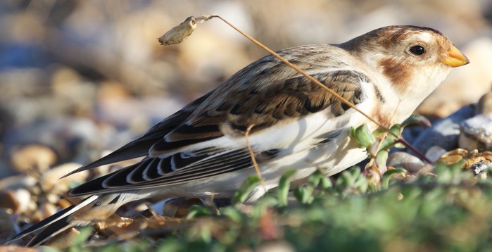 Snow Bunting