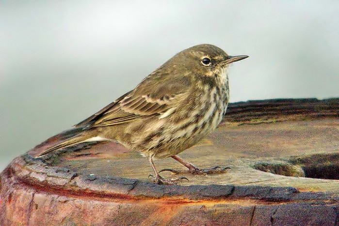 Rock Pipit
