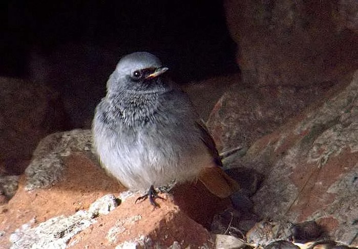 Black Redstart